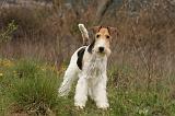 FOX TERRIER 503